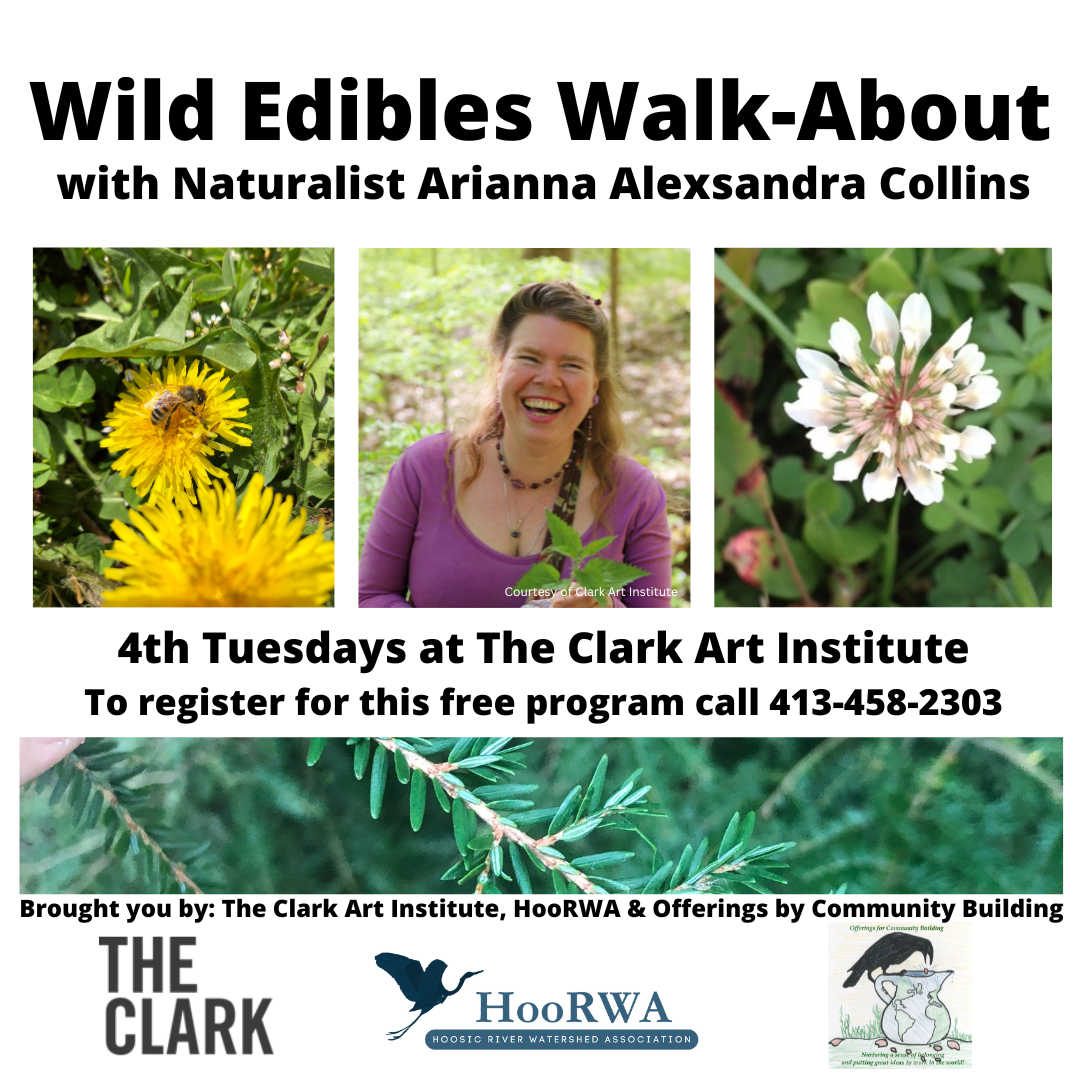 Foraging walk at The Clark Art Institute with Arianna Collins