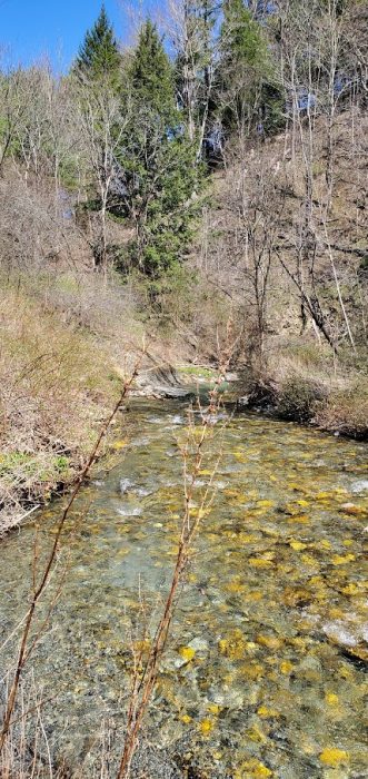 Stream near Rural Lands where pond flows into