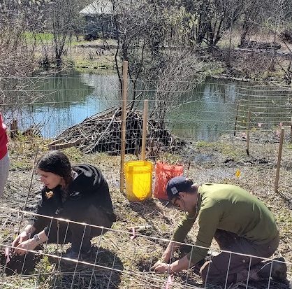 2024 Spring Service Learning Project with MCLA students. After field trip to Heila Native Nursery students plant whips at Rural Lands