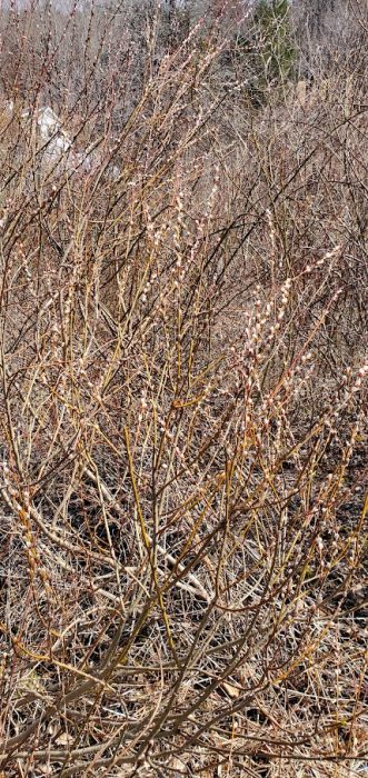 Native Willows at Helia Native Nursery 